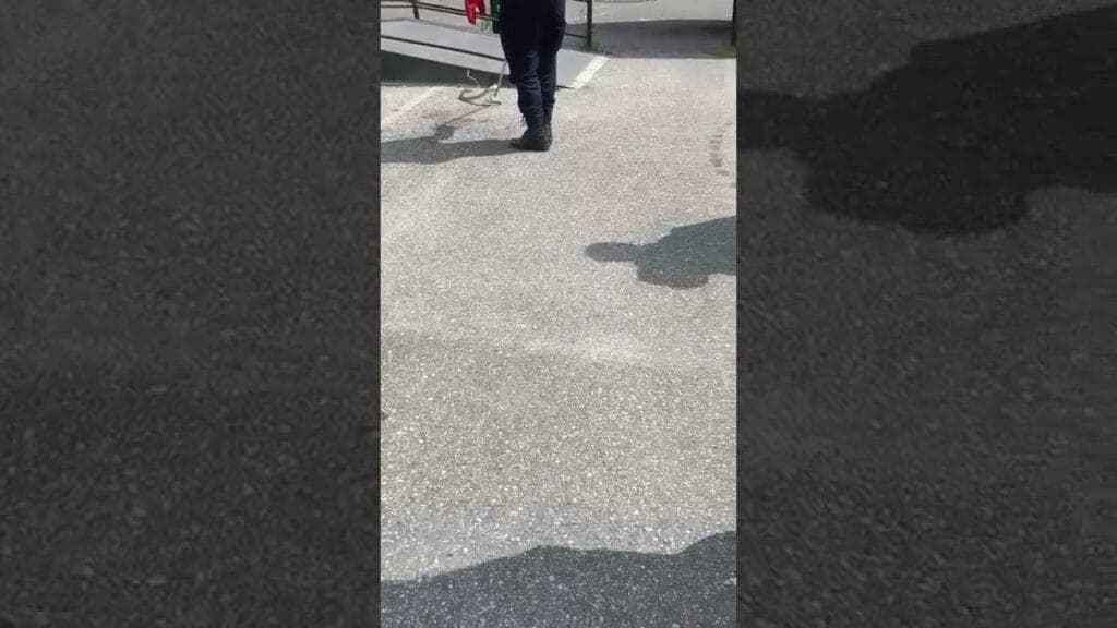  Jandarmii Mobilizați după Raportarea Animalelor Sălbatice în Comunități