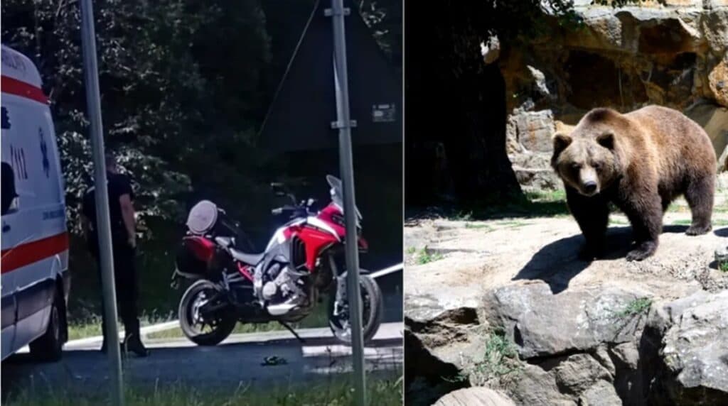 Ursul a Atacat și a Omorât un Motociclist, Trăgându-i Corpul în Râpă